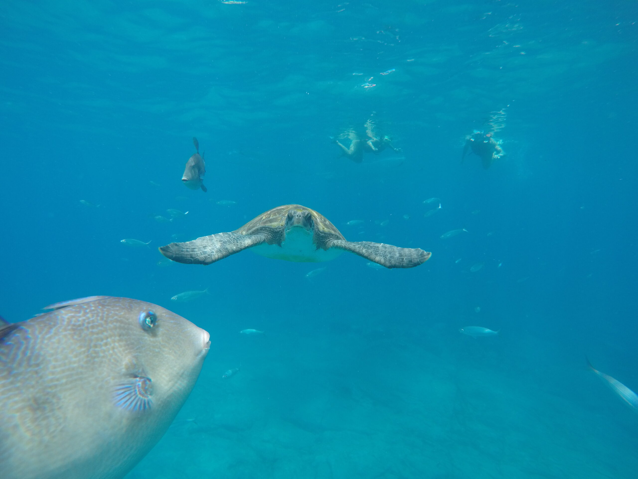 Kajaki i Snorkeling
