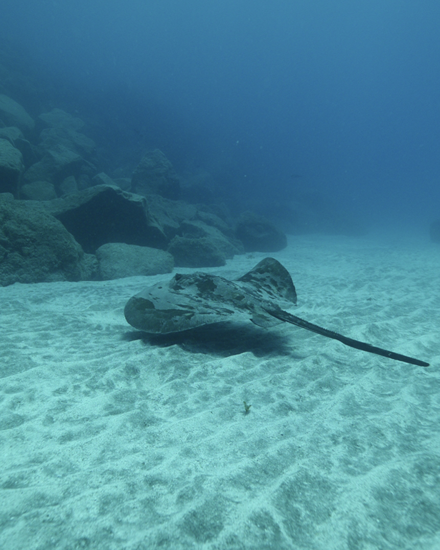 Kurs Nurkowania PADI Open Water Diver