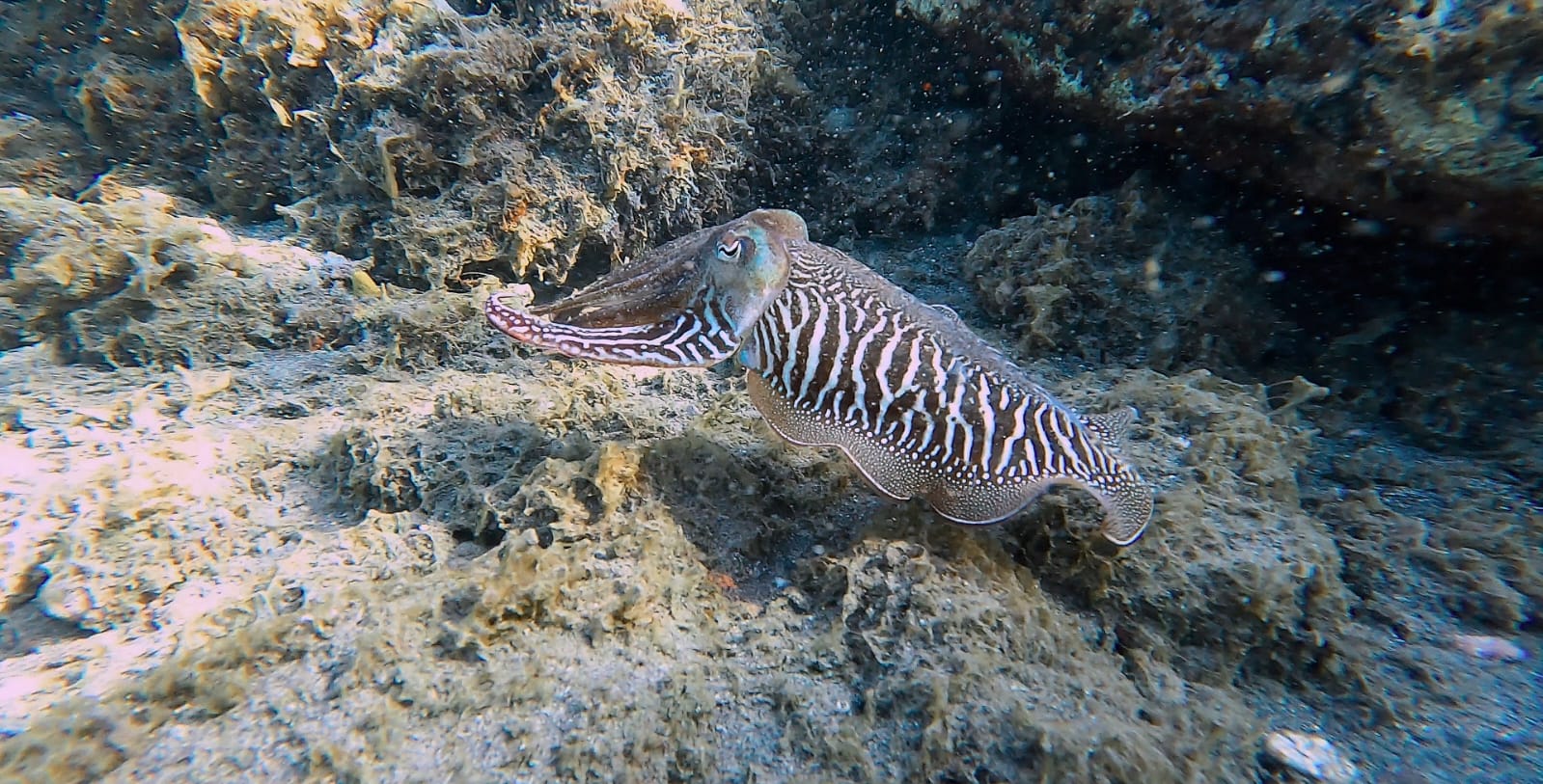 Nurkowanie po polsku – Fuerteventura