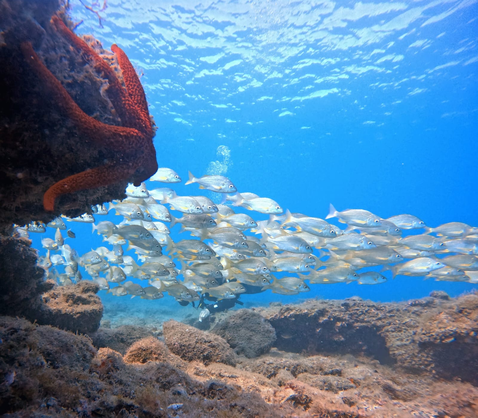 Nurkowanie po polsku – Fuerteventura