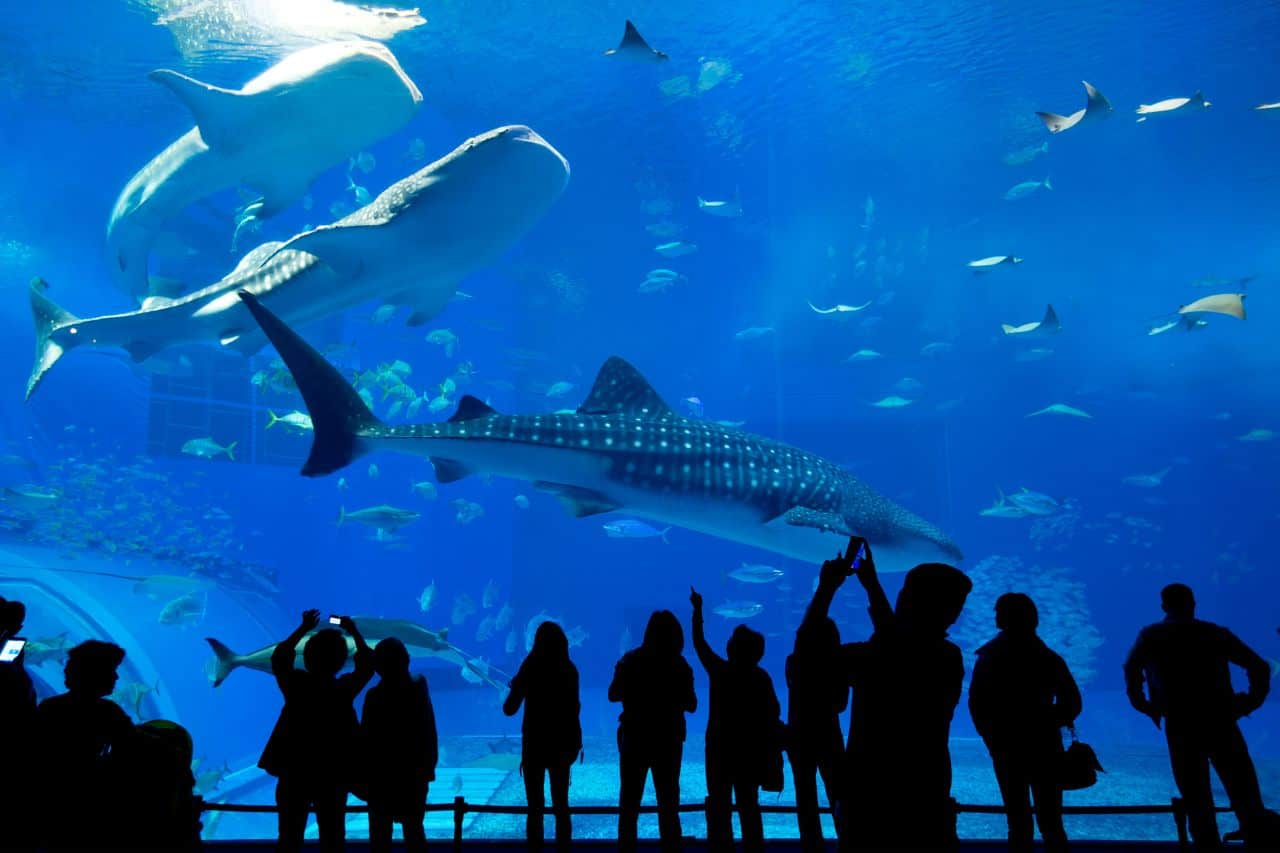 Poema del Mar – bilety do oceanarium na Gran Canarii