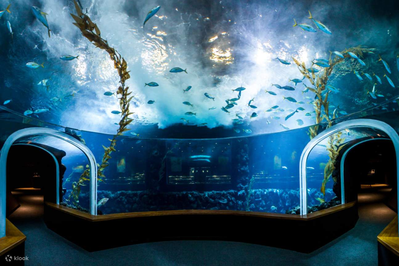 Poema del Mar – bilety do oceanarium na Gran Canarii