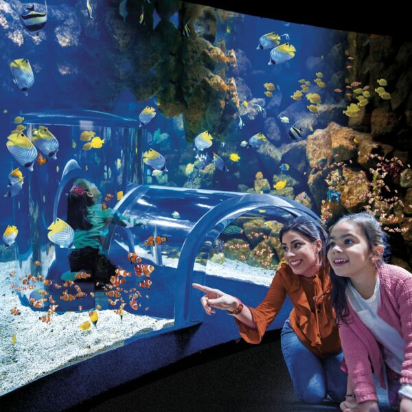 Poema del Mar – bilety do oceanarium na Gran Canarii
