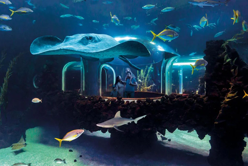 Poema del Mar – bilety do oceanarium na Gran Canarii